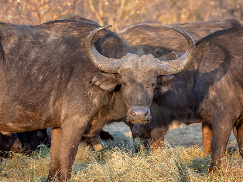 7-Day Group Safari