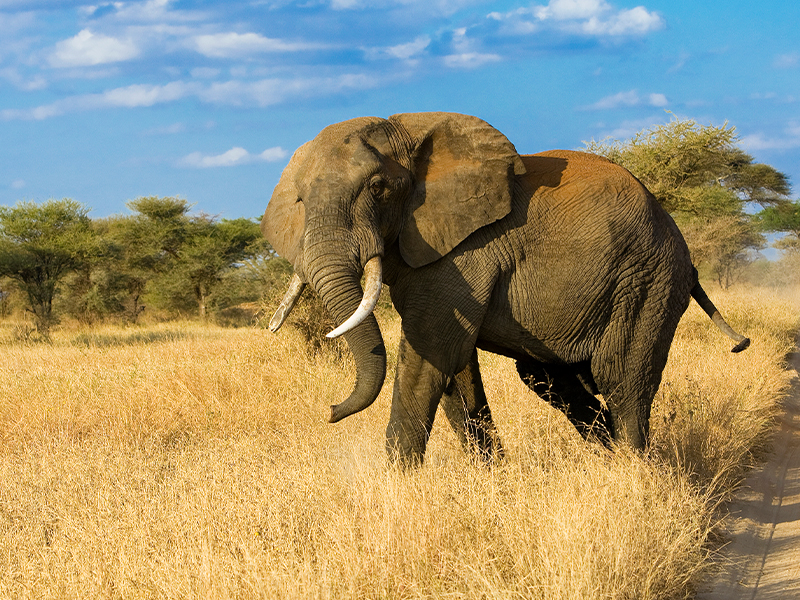 Tarangire National Park