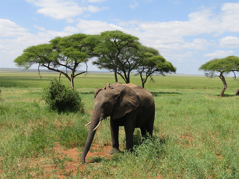 7-Day Tanzania Luxury Safari