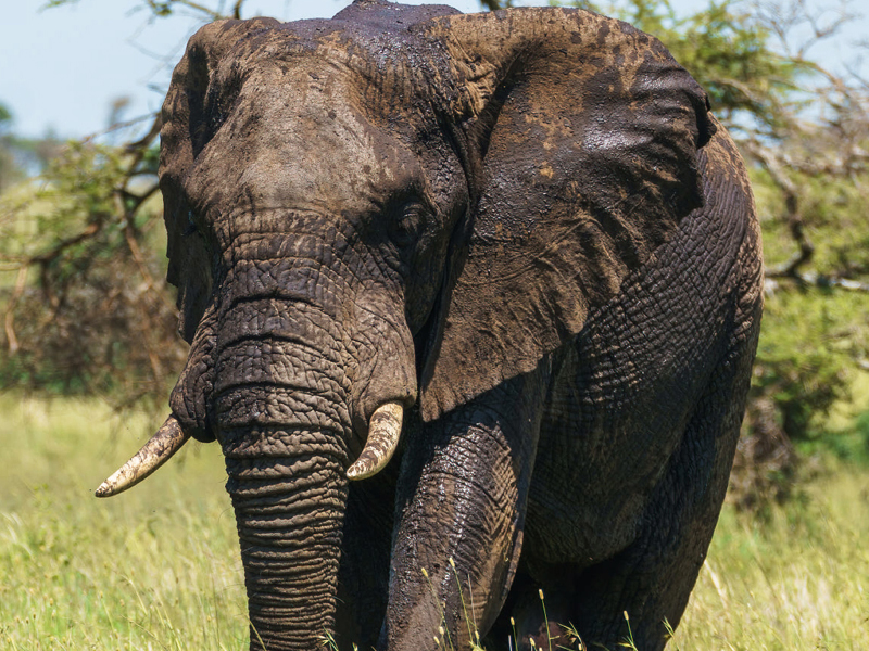 Wildlife safari game drive