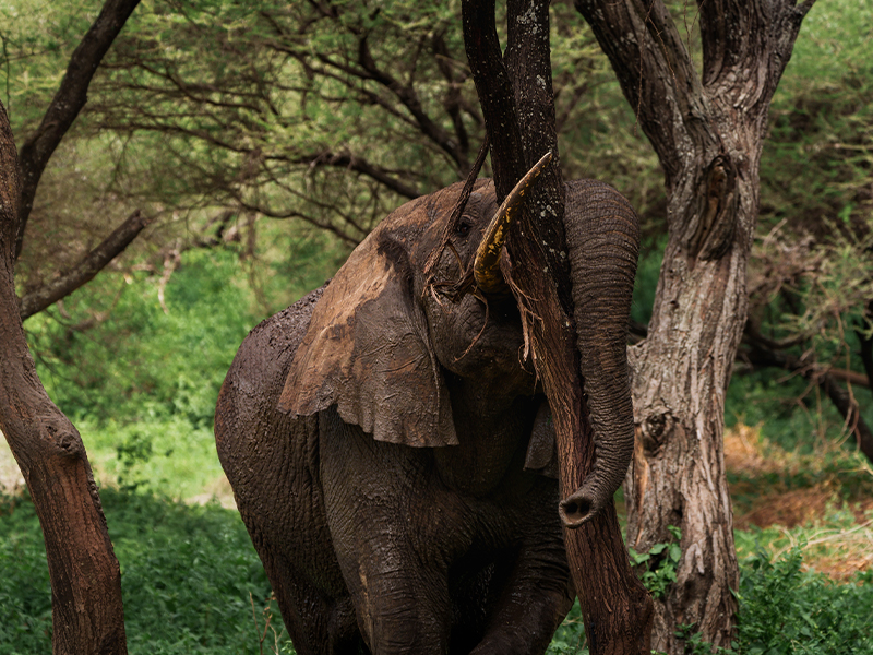 4-Day Joining Group Safari