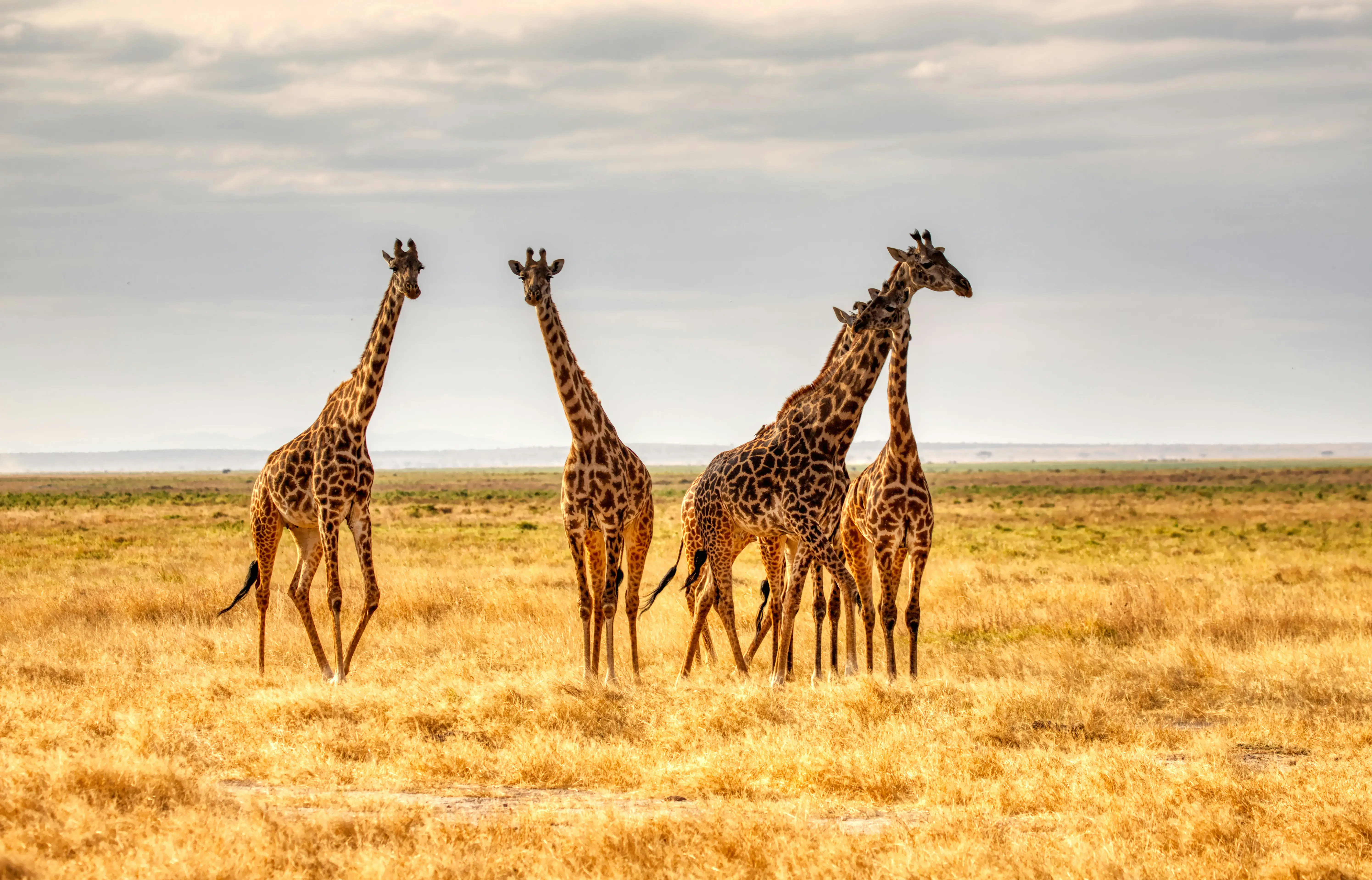 Giraffe on Tanzania safari