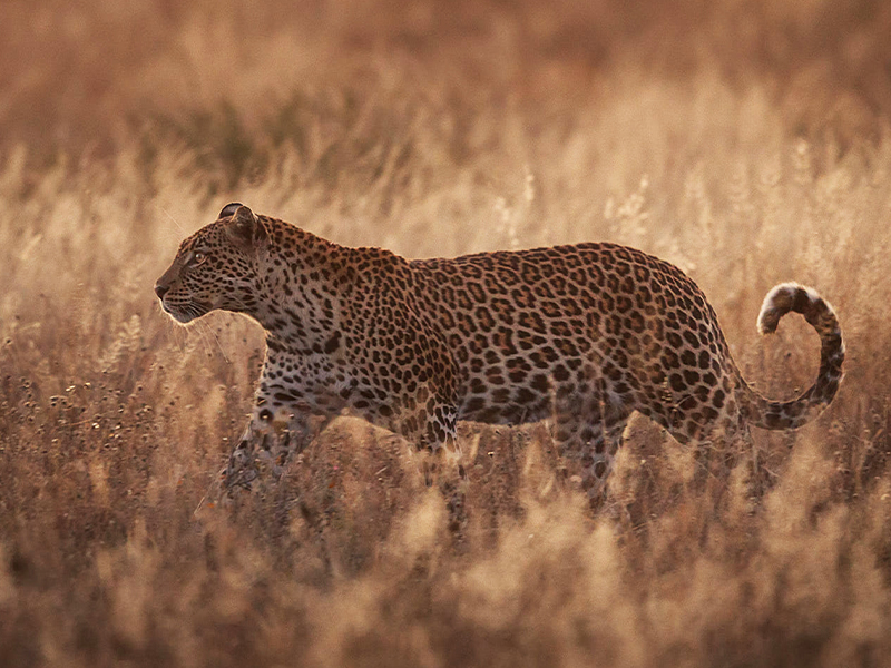 5 Days Tanzania Luxury Safari