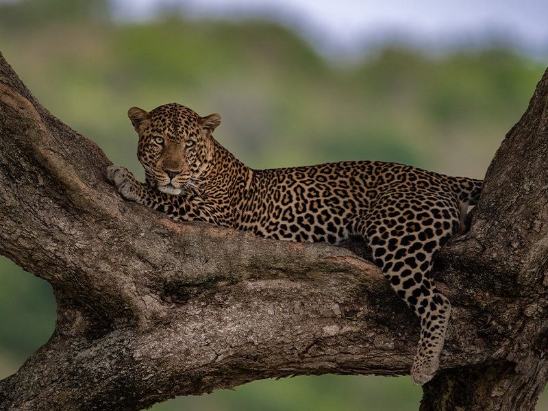 Photography safari at golden hour