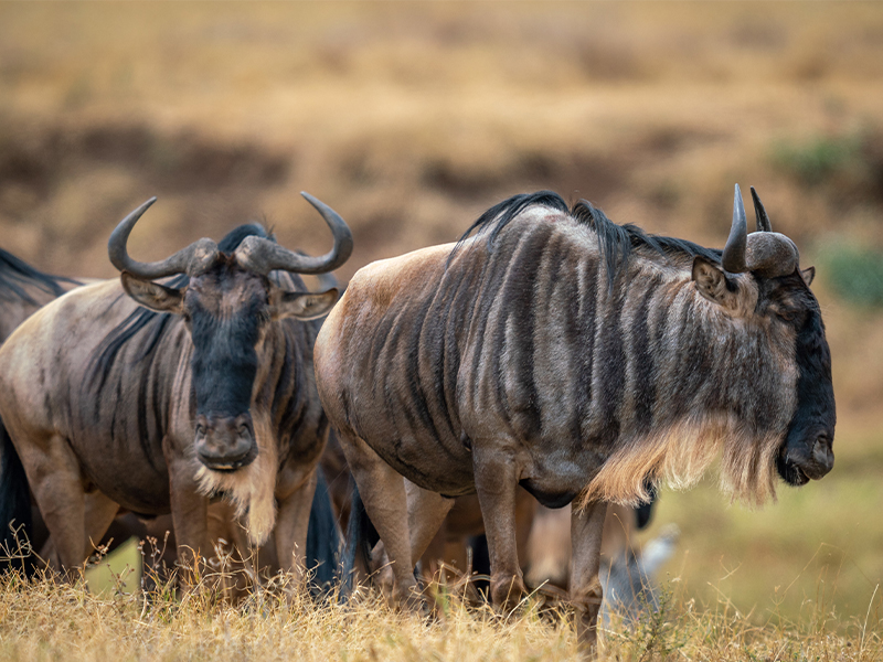 7 Days Wonders Of The Migration In Calving Season