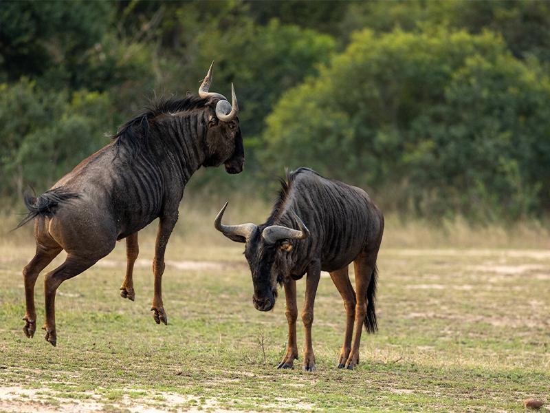 5 Days Best of the Wildebeest Calving Season Safari