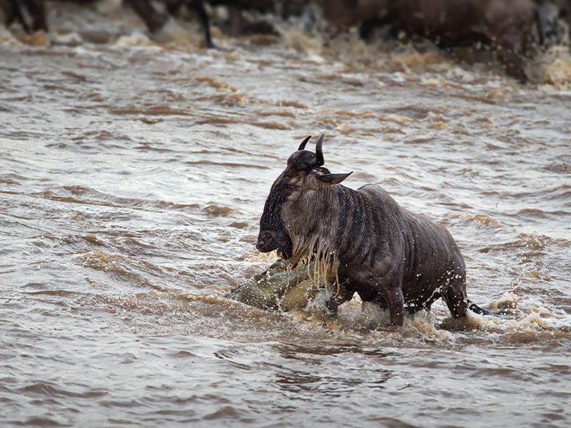 7 Days Mara River Crossing Tour