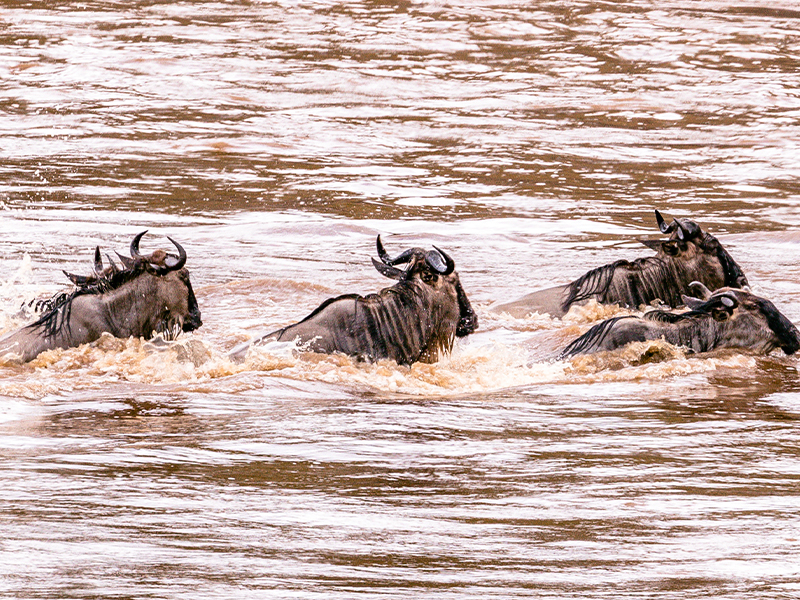 6 Days Serengeti Migration Tour