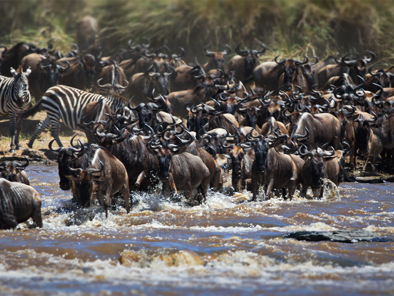 6 Days Calving Of The Wildebeest Tour