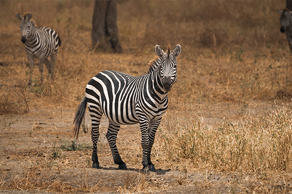 Northern Tanzania safari circuit